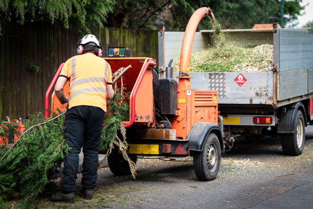 Tree Health Inspection in Boise City, OK